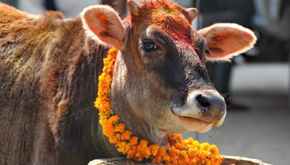 Laxmi Puja