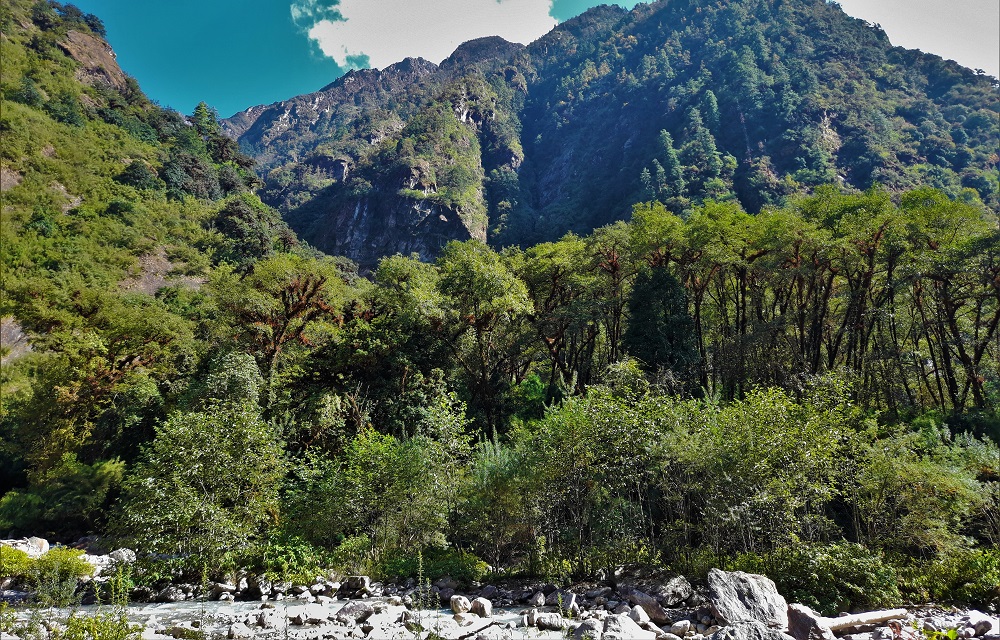 Langtang region's abundant biodiversity